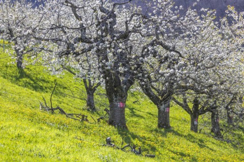 Cherry blossom in Hepsisau on the Albtrauf of the Swabian Alb, Weilheim an der Teck,