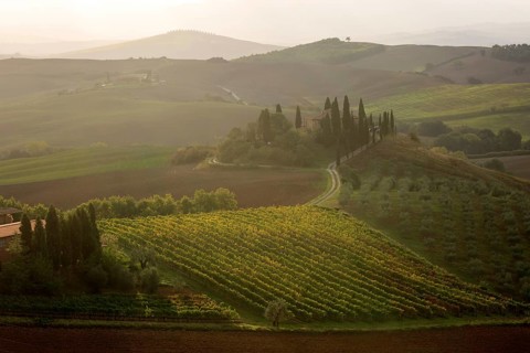 Warm light over a vineyard in Tuscany with a house surrounded by cypress trees, Italy, Tuscany,