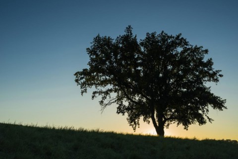 Old English oak (Quercus robur), Swabian Alb, Baden-Wuerttemberg, Germany, Europe