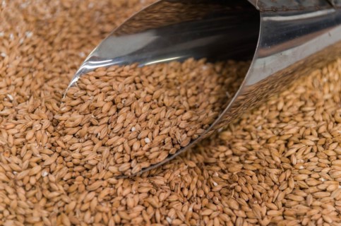 Ladle with of barley malt for beer, pale ale, pilsen