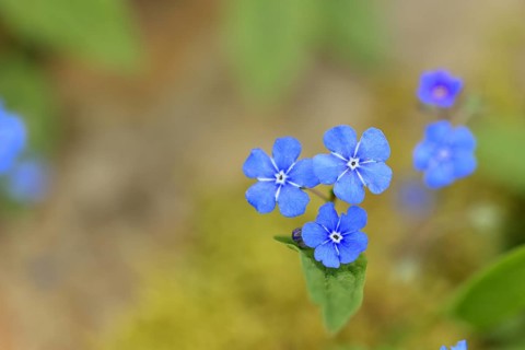 Garden Forget-me-not (Myosotis), blue flowers, ornamental plant, ornamental flower, flower, botany,