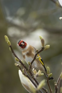 European goldfinch (Carduelis carduelis) adult bird singing on a garden Magnolia tree branch in
