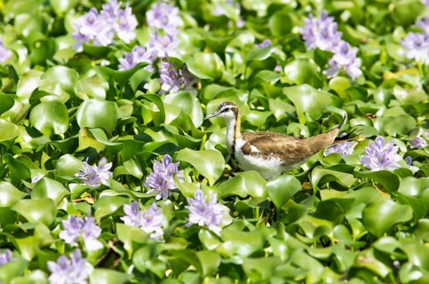 Pheasant-tailed jacana (Hydrophasianus chirurgus) on water hyacinths, Backwaters, Kumarakom,