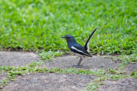 Oriental Magpie-Robin (Copsychus saularis) or Oriental Magpie-Robin, Backwaters, Kumarakom, Kerala,