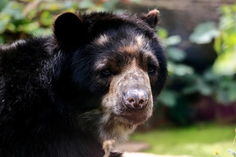 Spectacled bear (Tremarctos ornatus), adult, portrait, captive, South America