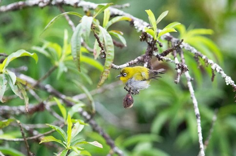 Oriental white-eye (Zosterops palpebrosus), Munnar, Kerala, India, Asia