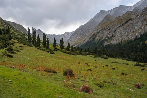 Horses grazing, Green Mountain Valley, Chong Kyzyl Suu Valley, Terskey Ala Too, Tien-Shan