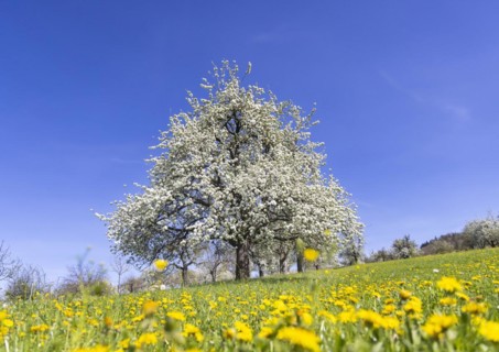 Flowering fruit trees in the orchards of the Swabian Alb, flowering apple tree, Weilheim an der