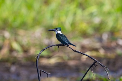 Green Kingfisher (Chloroceryle americana) Pantanal Brazil