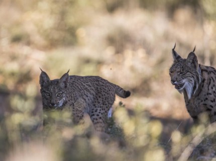 Iberian lynx female with young animal, Iberian lynx (Lynx pardinus), Extremadura, Castilla La