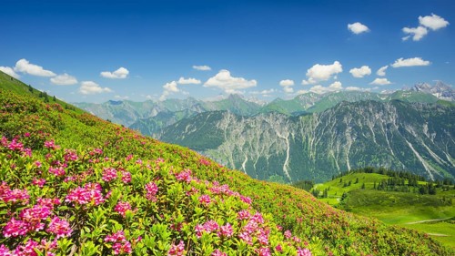 Alpine rose blossom, panorama of the Fellhorn, behind it the Allgaeu Alps, Allgaeu, Bavaria,
