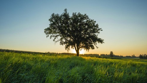 Old English oak (Quercus robur), Swabian Alb, Baden-Wuerttemberg, Germany, Europe
