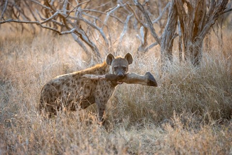 Spotted hyenas (Crocuta crocuta) with the leg of a Giraffe in its mouth, adult female animal in