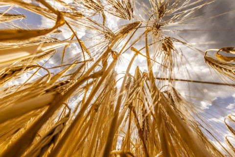 Ripe, golden ears of barley in the foreground with brightly lit clouds in the background, Cologne,