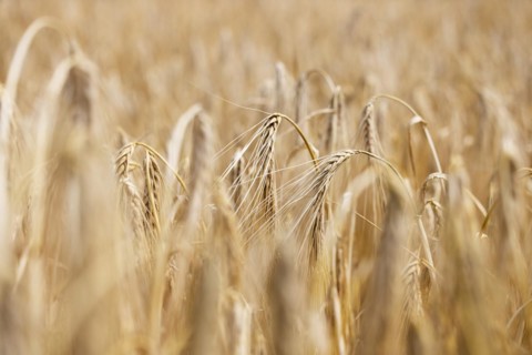 Detailed view of ripe barley ears on a cornfield, Cologne, North Rhine-Westphalia, Germany, Europe