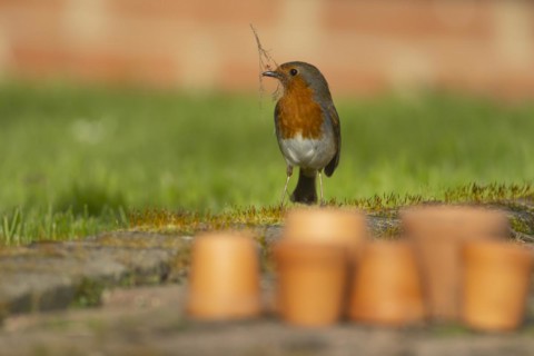 European robin (Erithacus rubecula) adult bird with nesting material in its beak on a garden patio,