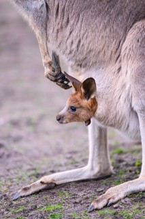 Eastern grey kangaroo (Macropus giganteus) carring a smalll baby in his pouches, captive, to be