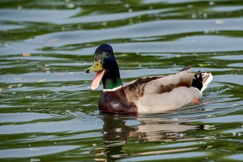 Male Mallard (Anas platyrhynchos) with open beak on the River Main, Offenbach am Main, Hesse,