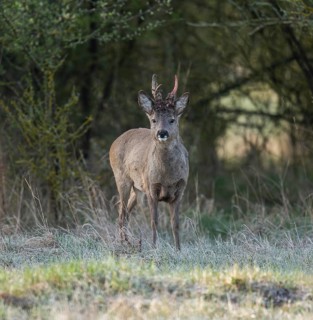 European roe deer (Capreolus capreolus), roebuck in winter coat, winter cover, one antler in the