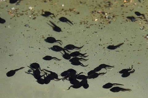 Tadpoles in a pond, April, Germany, Europe