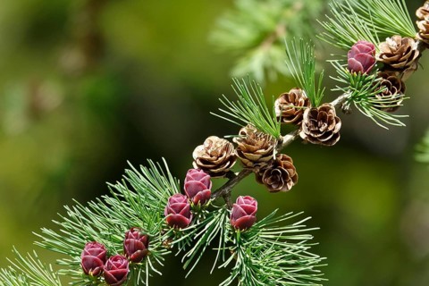American Larch, spring, Germany, Europe