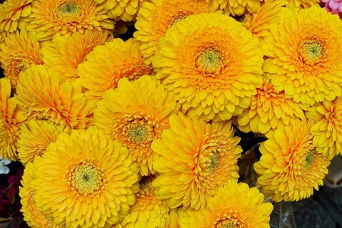 Macro shot of bright yellow Gerber daisy flowers, (Gerber daisy) flower sale, central station,
