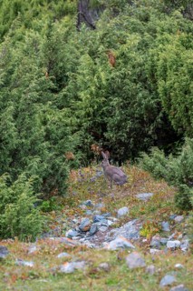 Hare, Terskey Ala Too, Tien-Shan Mountains, Kyrgyzstan, Asia