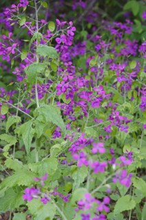Creeping Jenny (Thlaspi arvense), spring, Germany, Europe