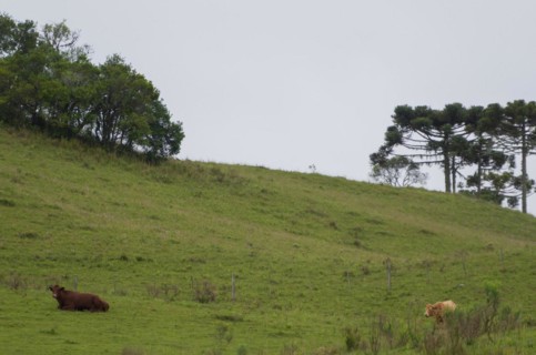 Landscape of the gaucho mountain range, Cambara do sul, Rio Grande do sul, Brazil, South America