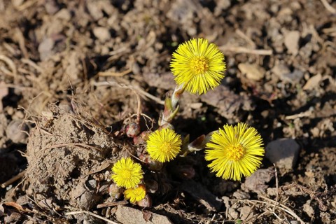 Coltsfoot (Tussilago farfara), close-up of a group of flowers by the wayside, Wilnsdorf, North