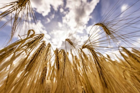 Sun shining through a grain field with Barley under a blue sky with white clouds, Cologne, North