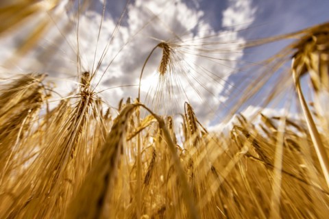 Sun shining through a grain field with Barley under a blue sky with white clouds, Cologne, North