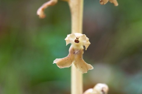Bird's-nest orchid (Bird's-nest orchid nidus-avis), close-up of flower, Hohenschwangau, Allgaeu,