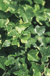 Green ivy leaves background, Hedera helix
