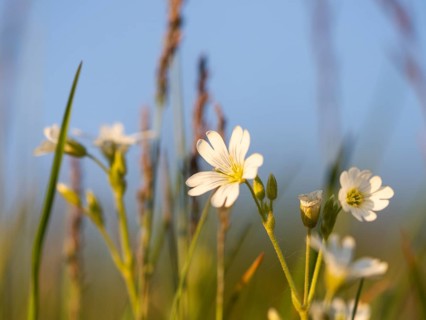 Field chickweed (Cerastium arvense), Leoben, Styria, Austria, Europe