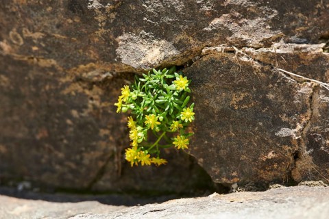 Yellow mountain saxifrage (Saxifraga aizoides) blooming in the mountains at Hochalpenstrasse,