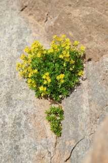 Yellow mountain saxifrage (Saxifraga aizoides) blooming in the mountains at Hochalpenstrasse,