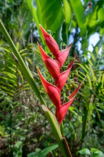 Bright flower called Heliconia Stricta in tropical garden. Thailand