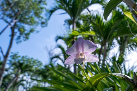 Image of pink orchid blooming in tropical garden. Thailand