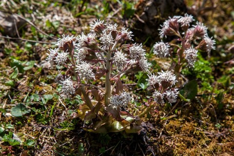 Alpen-Pechwurz (Petasites paradoxus), flowering, Dietersbachtal, near Oberstdorf, Allgaeu Alps,