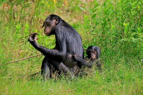 Bonobo, bonobo (Pan Paniscus), female, adult, young animal, feeding, Great ape, Primate,