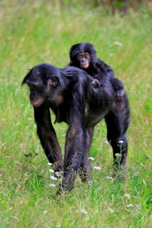 Bonobo, bonobo (Pan Paniscus), female, adult, young animal, foraging, Great ape, Primate,