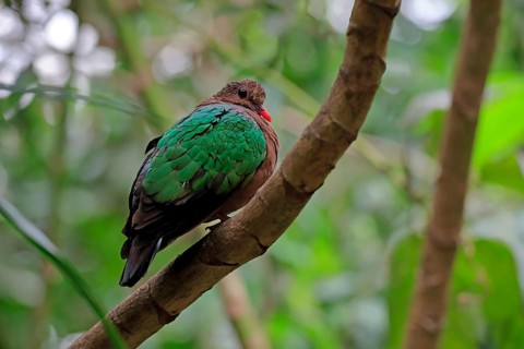 Common emerald dove (Chalcophaps indica), adult, perch, vigilant, captive, Southeast Asia