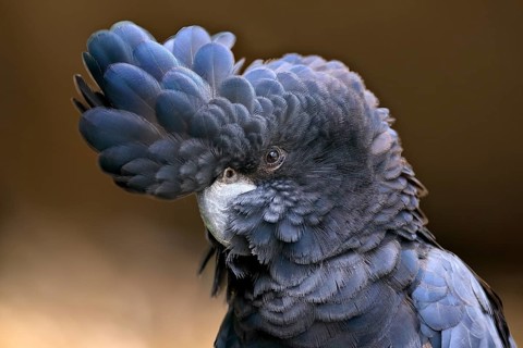 Red-tailed Black Cockatoo, (Calyptorhynchus banksii), adult, portrait, captive, Australia, Oceania