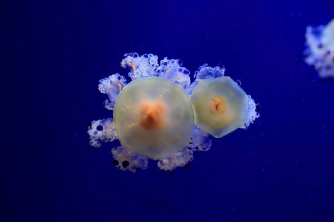 Fried egg jellyfish (Cotylorhiza tuberculata), in water, captive, Mediterranean Sea