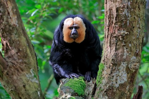 White-faced saki (Pithecia pithecia), adult, on tree, male, captive, South America