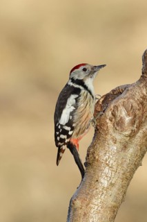 Middle spotted woodpecker (Dendrocopos medius) sitting at a water pot in a tree trunk, Animals,