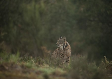 Pardell Lynx female, Iberian Lynx (Lynx pardinus), Extremadura, Castilla La Mancha, Spain, Europe
