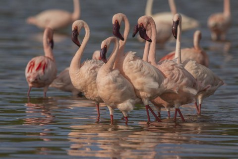 Lesser Flamingos (Phoeniconaias minor), Lake Ndutu, Ndutu Conservation Area, Tanzania, Africa