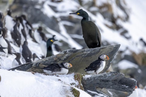 Puffin (Fratercula arctica), with Common shags (Phalacrocorax aristotelis), snow, Hornoya, Hornoya,
